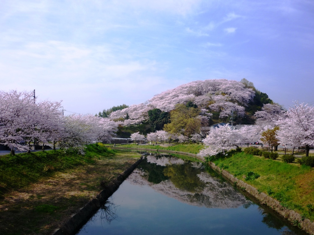 桜が咲くころの三室山と竜田川