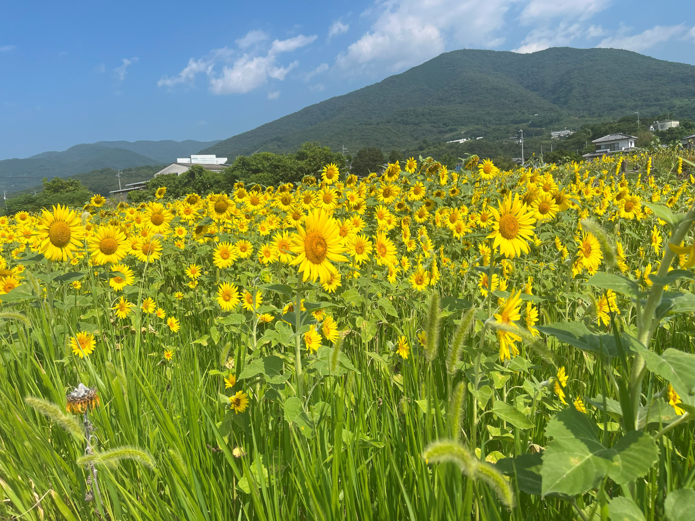 観光農園ひまわり①