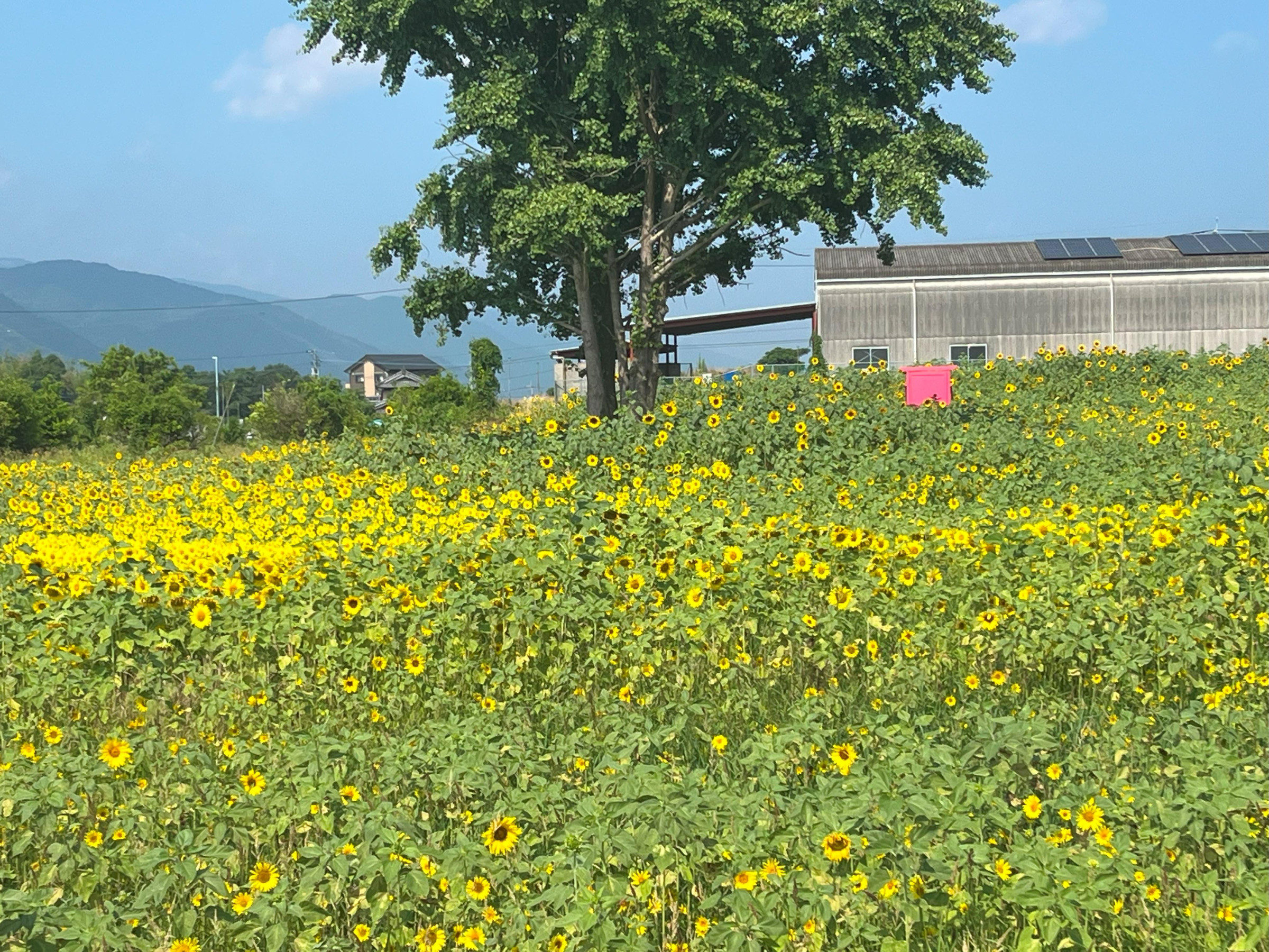 観光農園ひまわり②