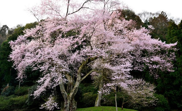 吉良のエドヒガン桜　※県指定天然記念物