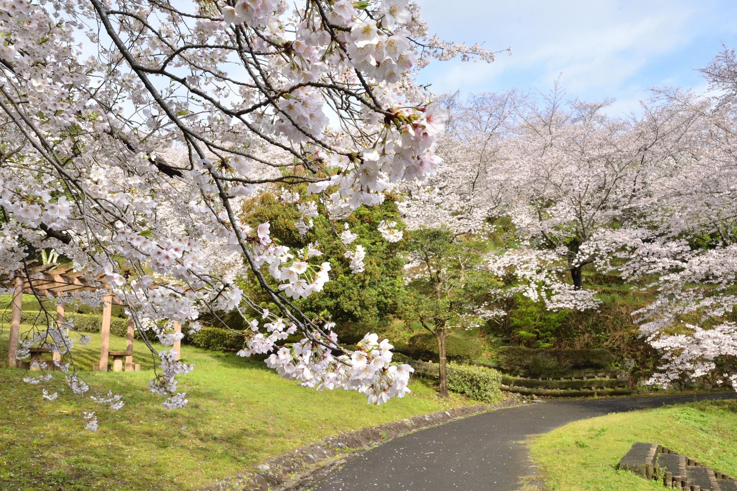 約3,000本の桜も見どころ！　南レク城辺公園