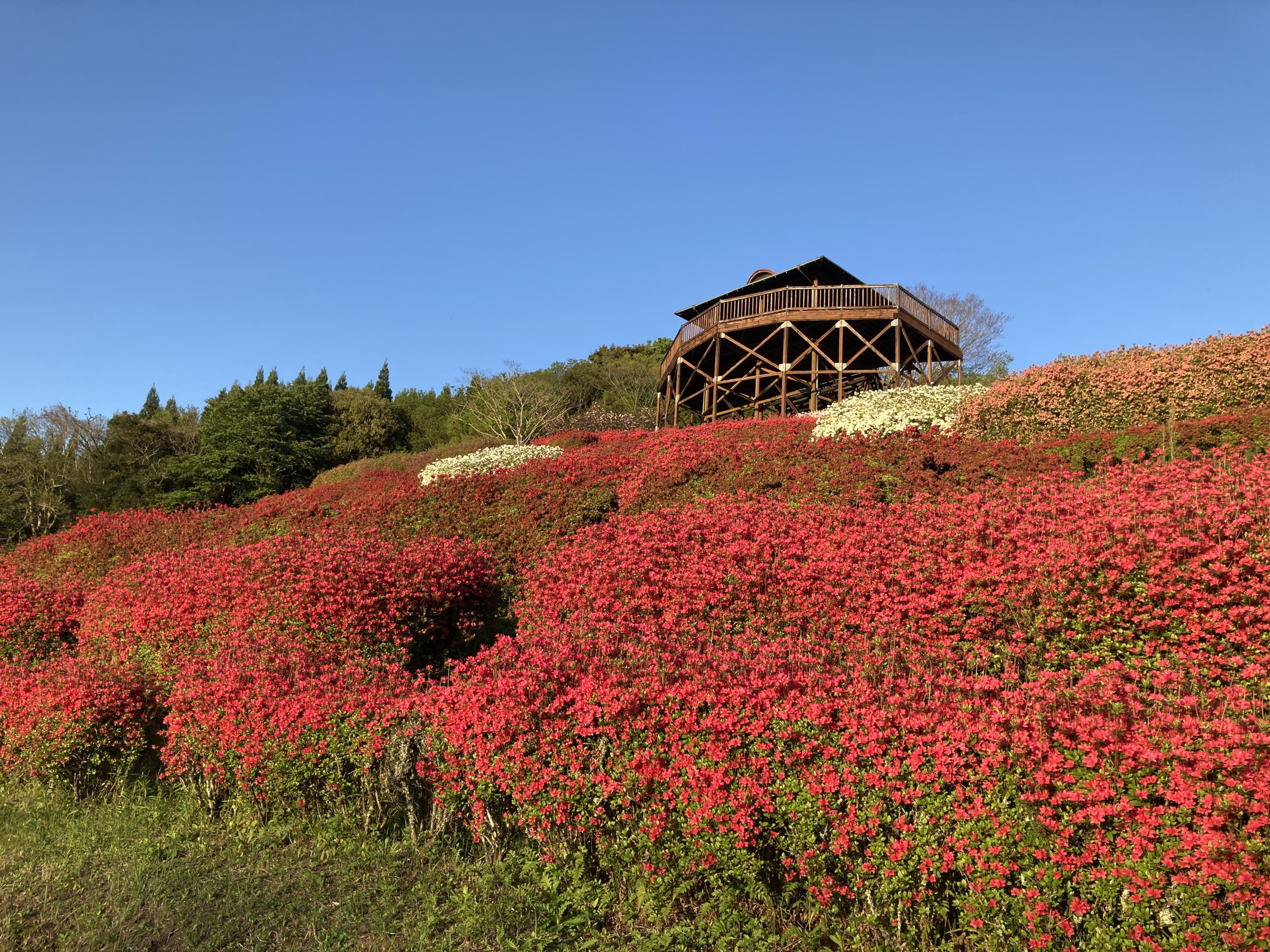 椎八重公園（しいばえこうえん））