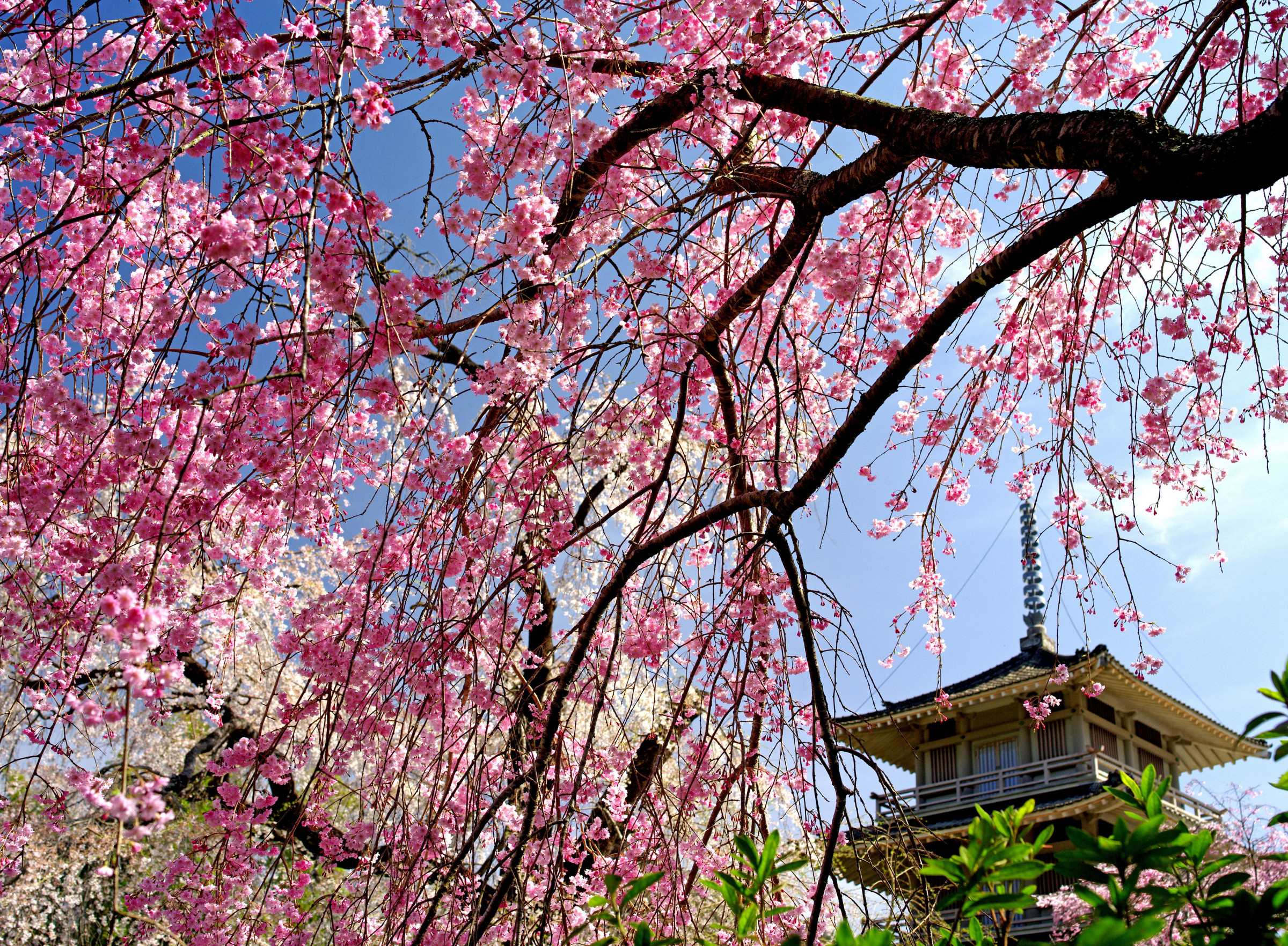 浄専寺のしだれ桜