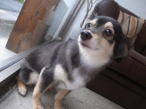 REKI (Chihuahua × Dachs)
