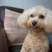 SHERRY (Maltese × Poodle)