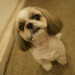 RUNG (Shih Tzu)