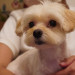 Moco (Maltese × Poodle)