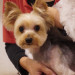 MARRON (Yorkshire Terrier)