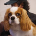 dogorder_178862776.jpg