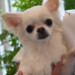 dogorder_2026061102.JPG