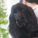 dogorder_2026071002.JPG