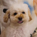 dogorder_2026073005.JPG