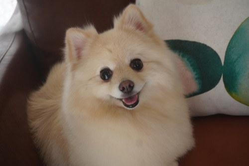 dogorder_2026082602.JPG