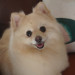 dogorder_2026082602.JPG