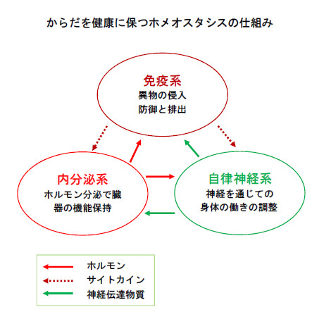からだを健康に保つホメオスタシスの仕組み(16) (1).png