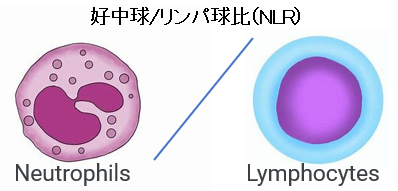 NLR(イラスト） 2024-08-22 103736.png