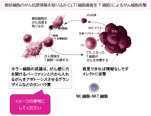 キラー細胞によるがン攻撃「図」 2025-01-01 161729.png