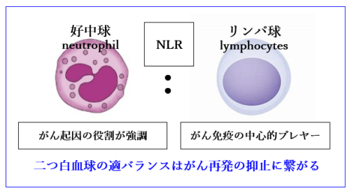 二つの白血球の適バランスはがん再発の抑止に繋がる 2026-04-27 094549.png