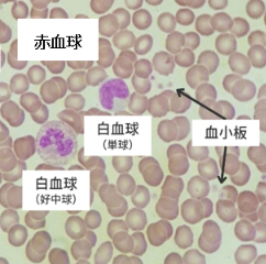 血小板 2026-09-21 141808.png