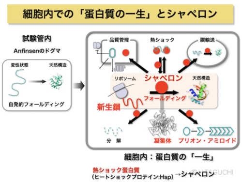 分子シャンペロン 2026-10-01 102745.png