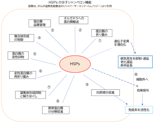 HSPの分子シャンペロン機能 2026-10-02 141209.png