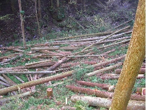 埼玉県産木材の当社　伐採現場の森