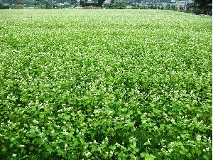 ちちぶ花見の里