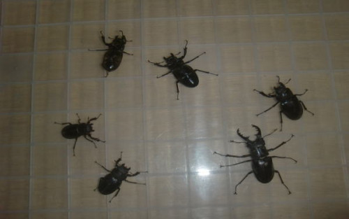 miyama6003.jpg