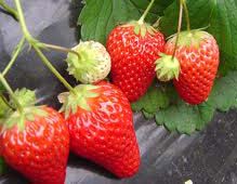 特産のいちご 久喜市商工会菖蒲支所