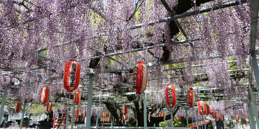 菖蒲神社の藤