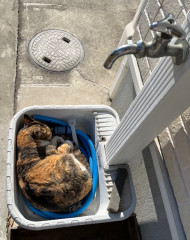 葉物は水道の中.jpeg