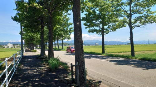 アメリカヤフーの樹木の街道