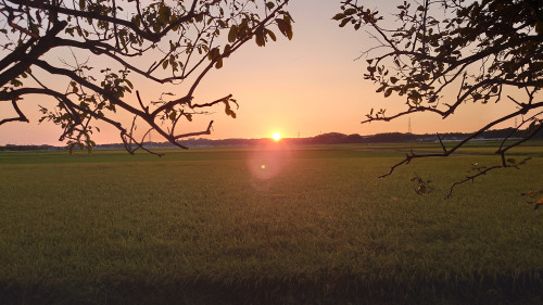 黄金の夕焼け坂井平野