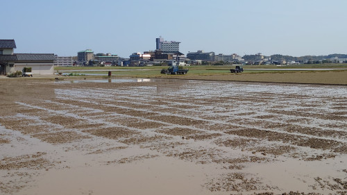あわら温泉郊外で田植え