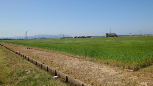 あわら温泉近郊に六条大麦畑