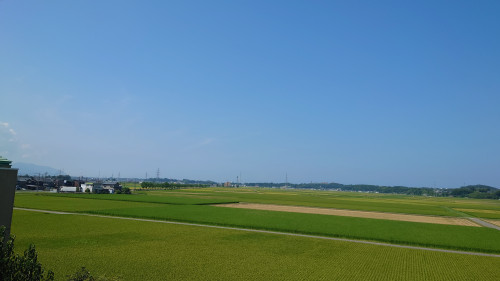 あわら温泉周辺で稲刈り