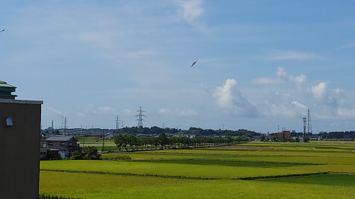 コシヒカリ稲刈りとツバメ飛来