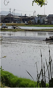 田んぼの中の絶景スポット（272ロード88）