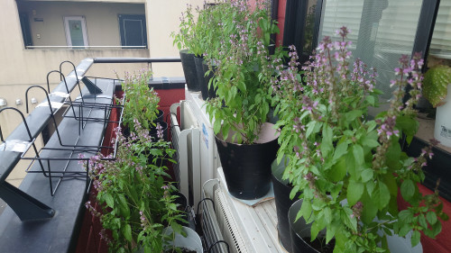 霊草　HOLY  BASIL  